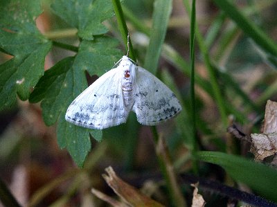 Witte schaduwspanner. Lomographa temerata.JPG